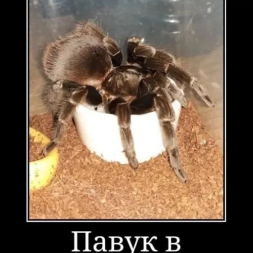 Аватарка etstemike3