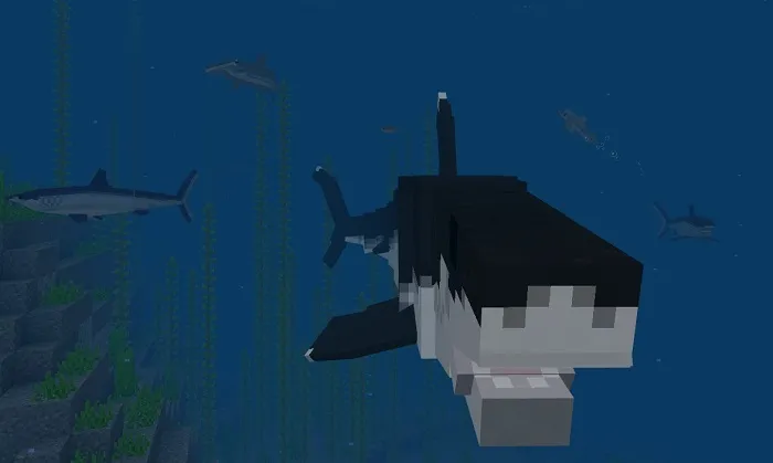 Мод: Биология акул