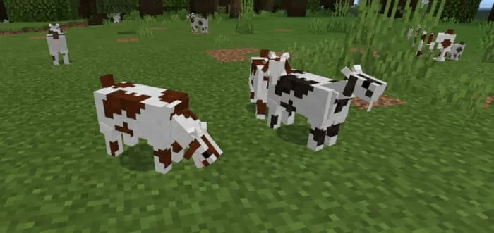 Коричневый и чёрный вариант козы