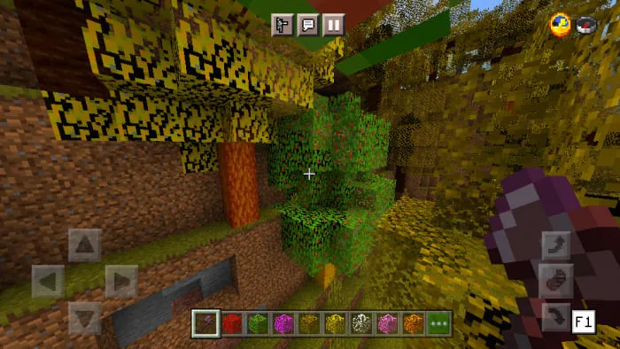 Дерево клёна дланевидного