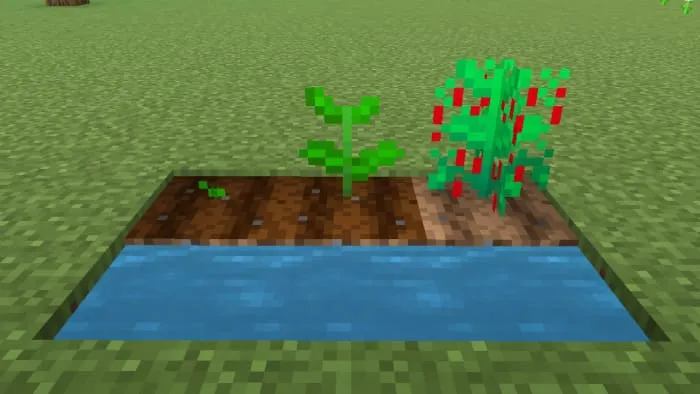 Чили в Майнкрафт