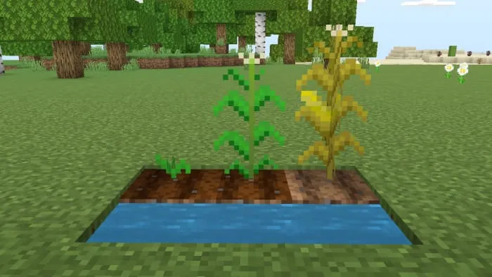 Кукуруза в Майнкрафт