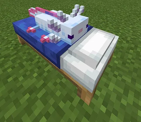 Циановый аксолотль на кровати