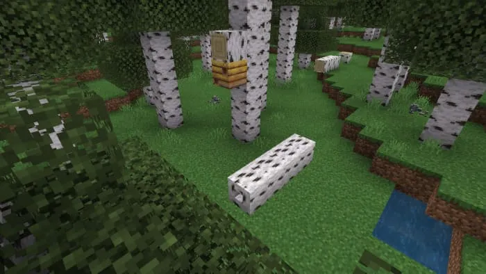 Березовое полое бревно