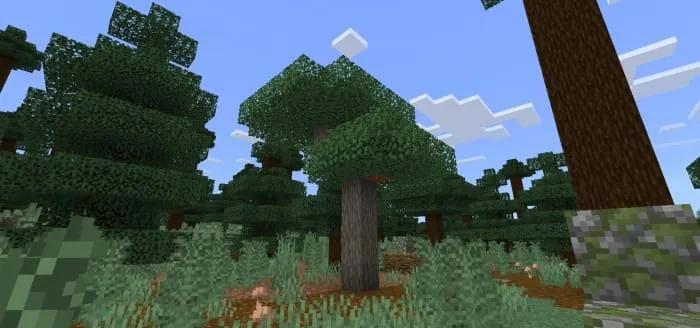 Дикое дерево акации