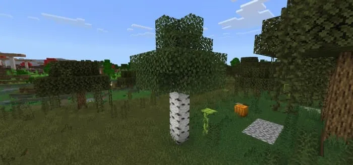 Дикое дерево березы