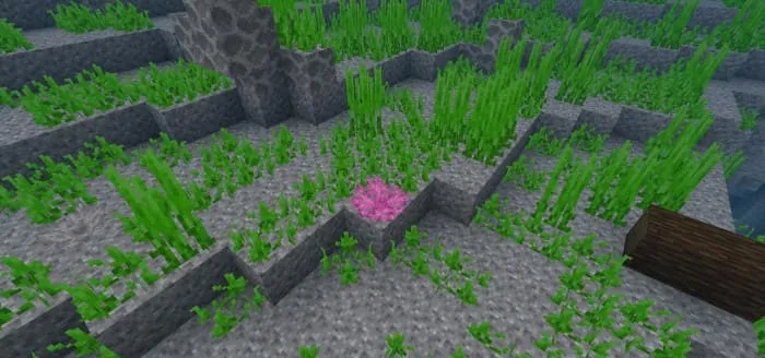 Коралловый веер