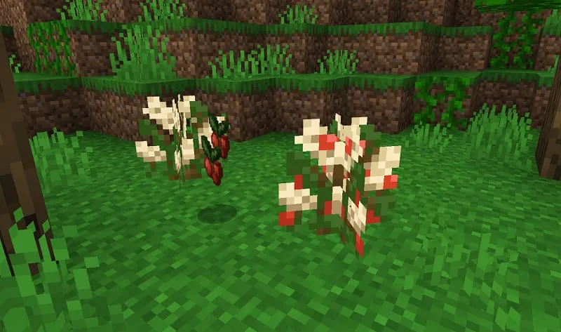 Кофейный куст и ягоды