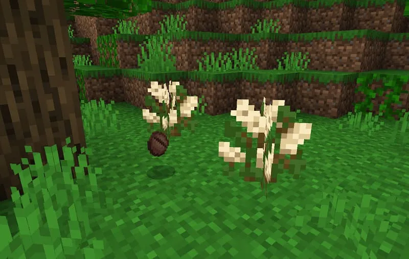 Кофейный куст и зерно