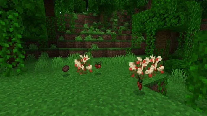 Куст кофейных ягод