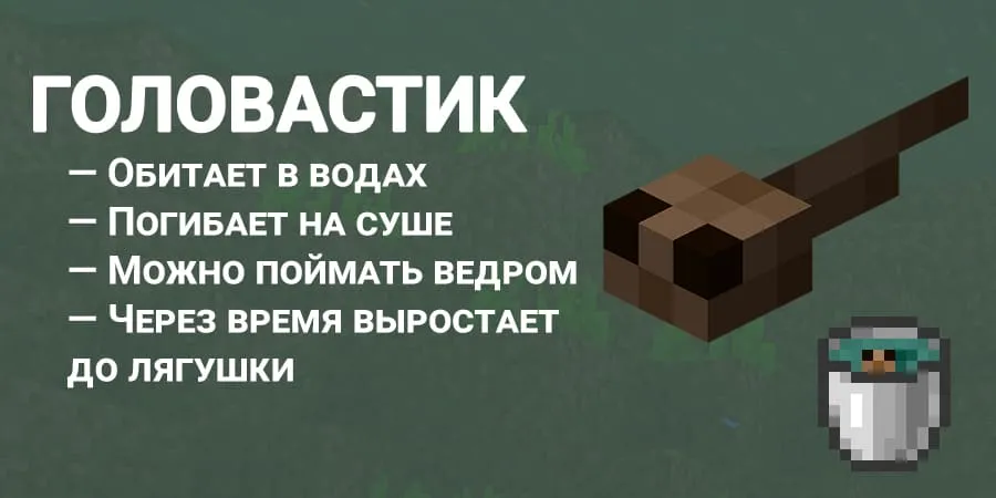 Описание головастика