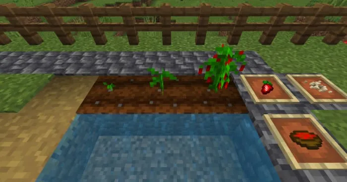 Перец растет на грядке