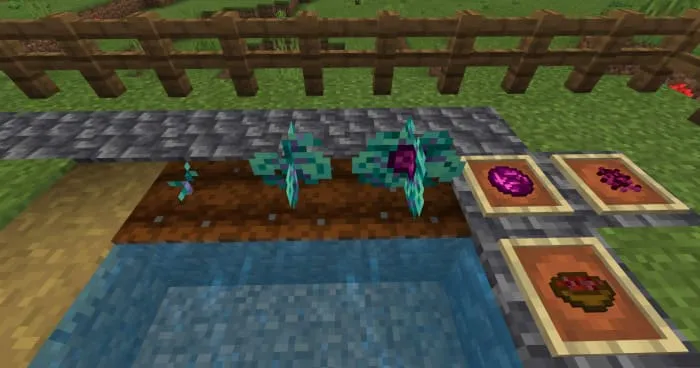 Красная капуста