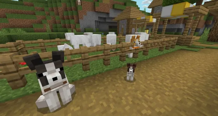 Бордер-колли