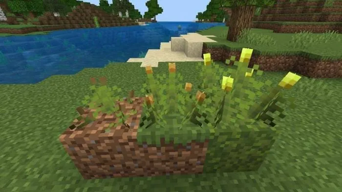 Мшистая ягода