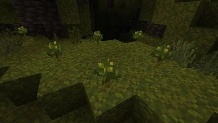 Блок Мшистых грибов