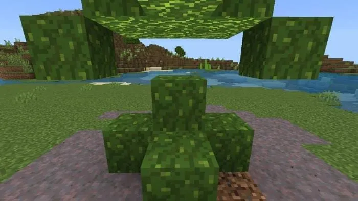 Грибной блок