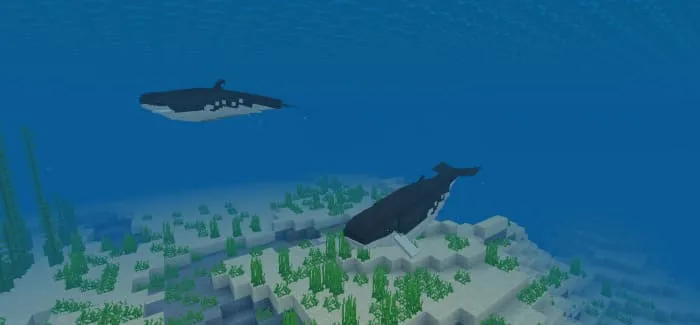 Киты в океане