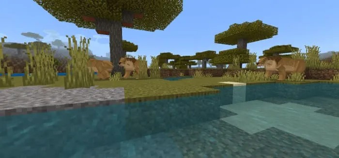 Лев возле воды