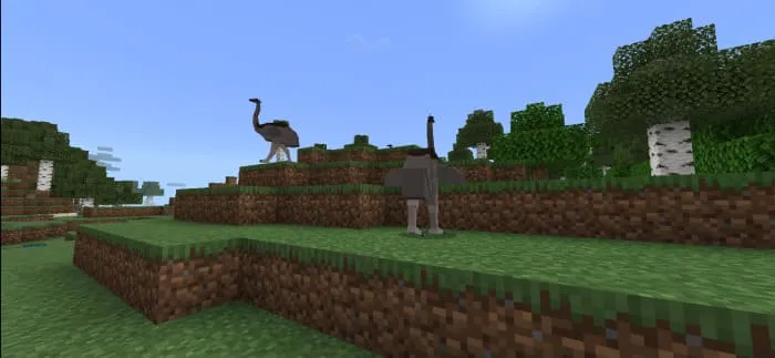 Страусы в поле