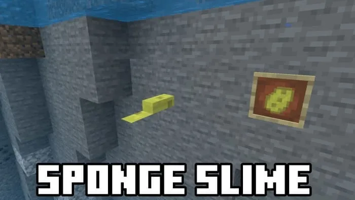 Вид губчатого слизня