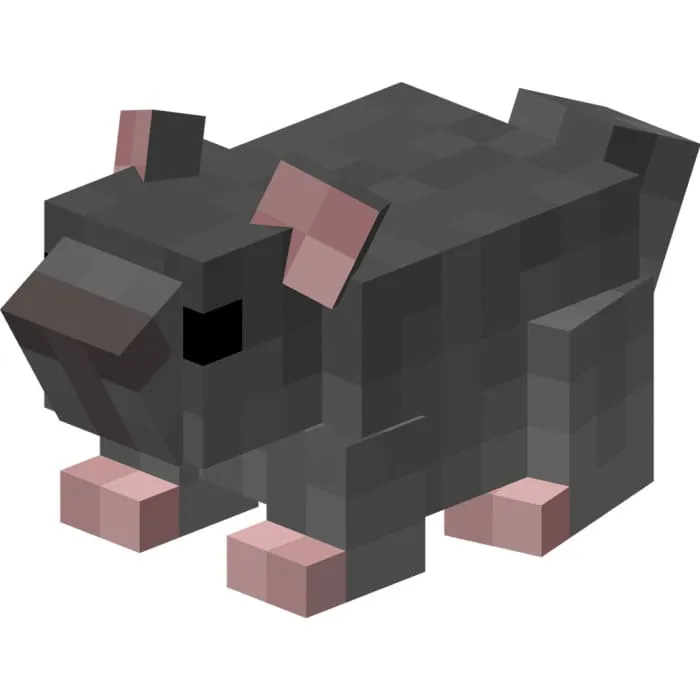 Еще один вариант серой шиншилы