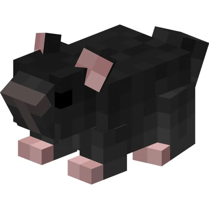 Черная шиншила