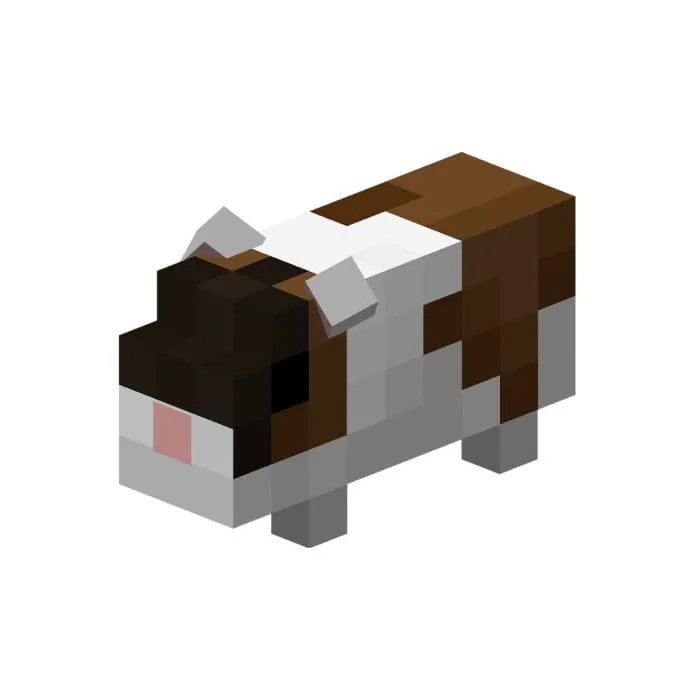 Морская свинка с темной мордочкой