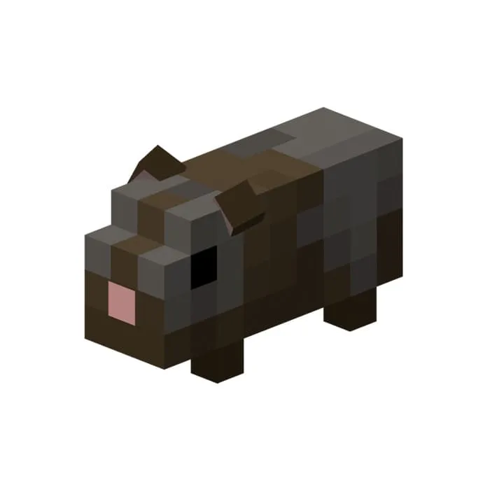 Морская свинка в сером окрасе