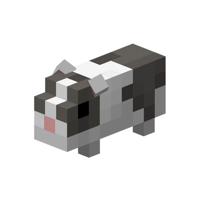 Морская свинка с серой мордочкой