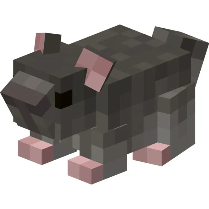 Серая шиншила