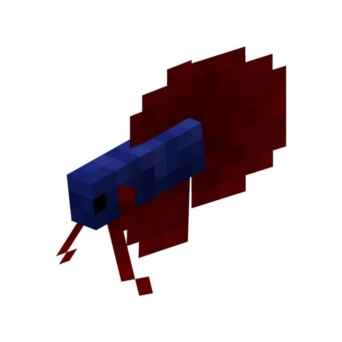 Синяя бойцовая рыбка с красным хвостом