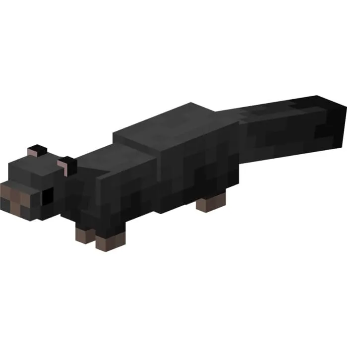 Черный хорек