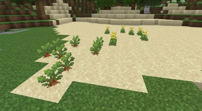 Кусты свеклы