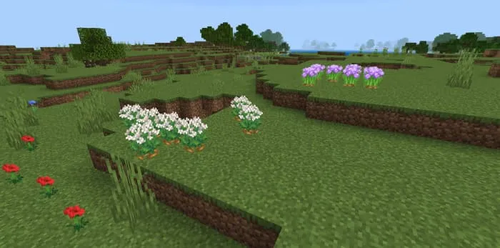 Кусты моркови и лука