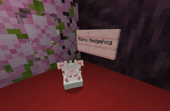 Пегой ежик альбинос