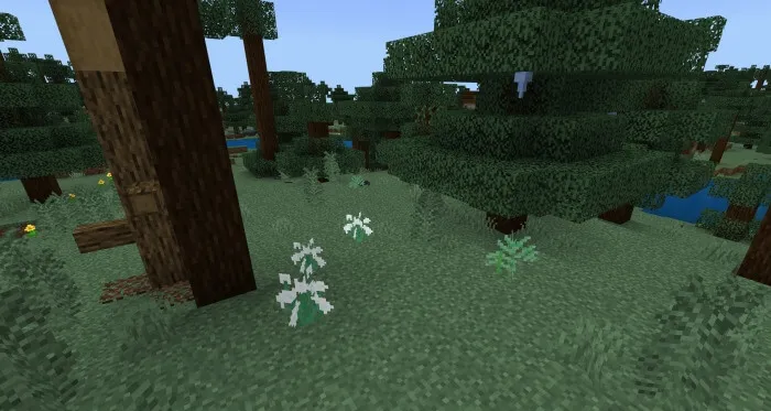 Цветы в лесу