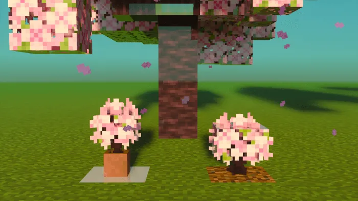 Саженцы вишни