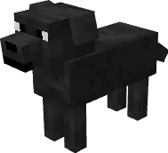 Черный лабрадор