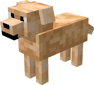 Светлый лабрадор