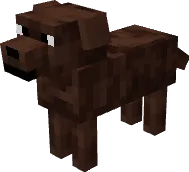 Коричневый лабрадор