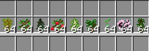 Саженцы для бонсая