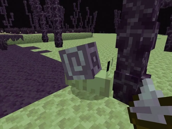 Улитка Хорус