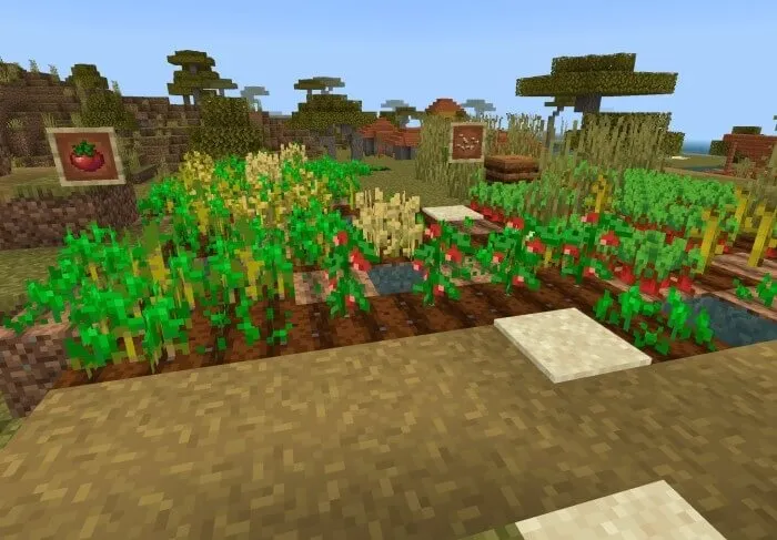 Грядки и Помидоры