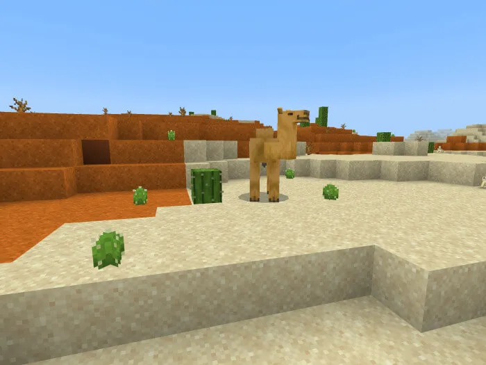 Бочковой кактус