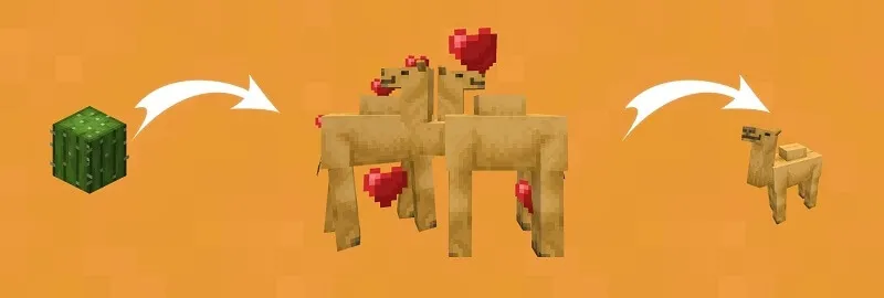 Процесс размножения верблюдов