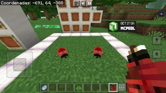 Вид божьих коровок