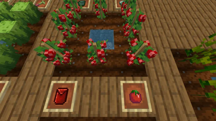 Вид помидор