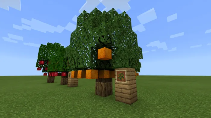 Апельсиновое дерево