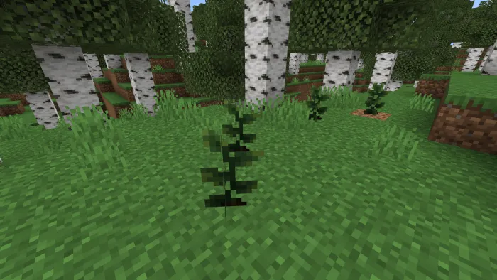 Вид саженцев